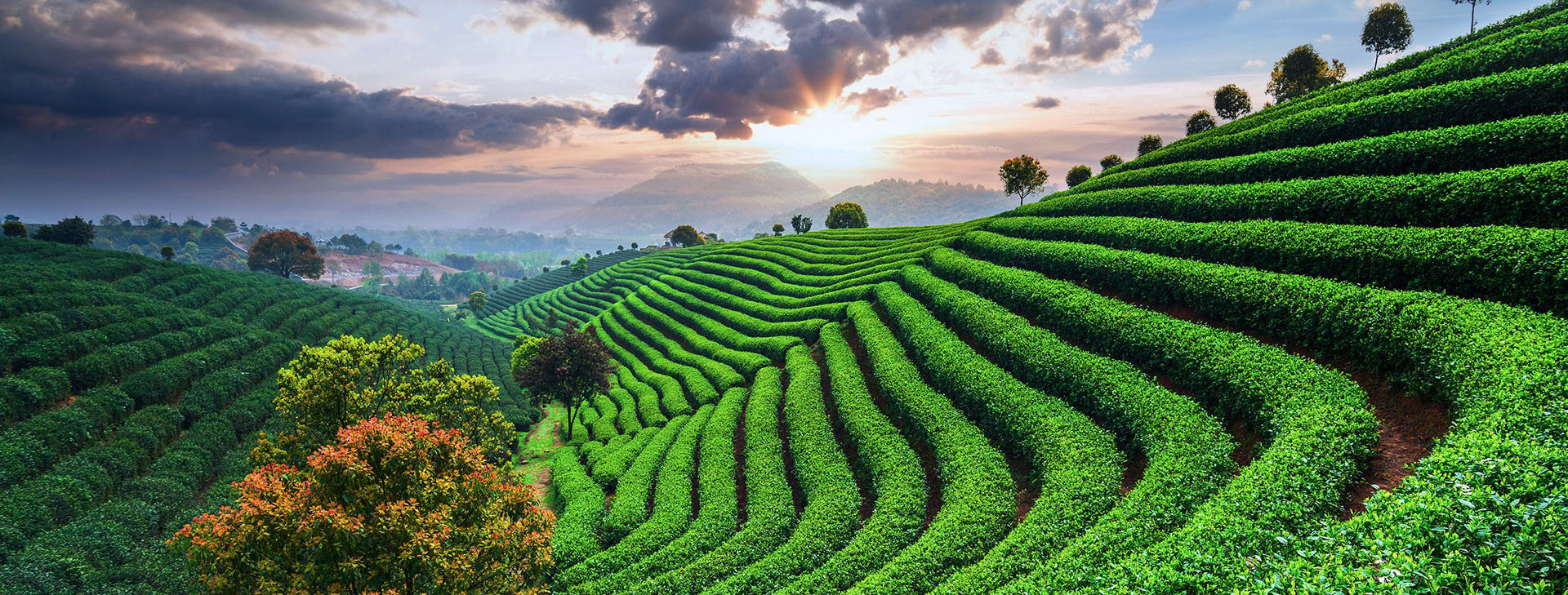 3D/2N: Tea Culture Trip