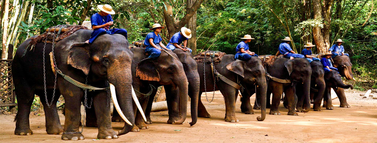 清邁湄登大象園~四合一大象體驗營
