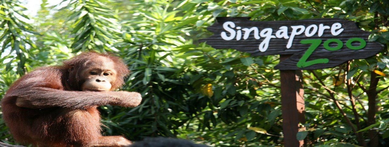 新加坡日間動物園