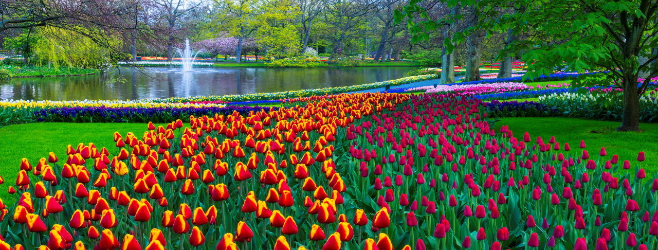 Keukenhof Tulip Gardens