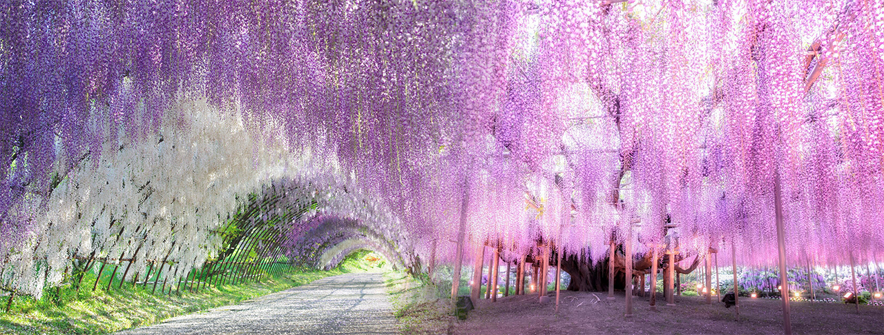 春季花開時～海濱粉蝶花、芝櫻戀紫藤、輕井澤森呼吸五日（台中出發）