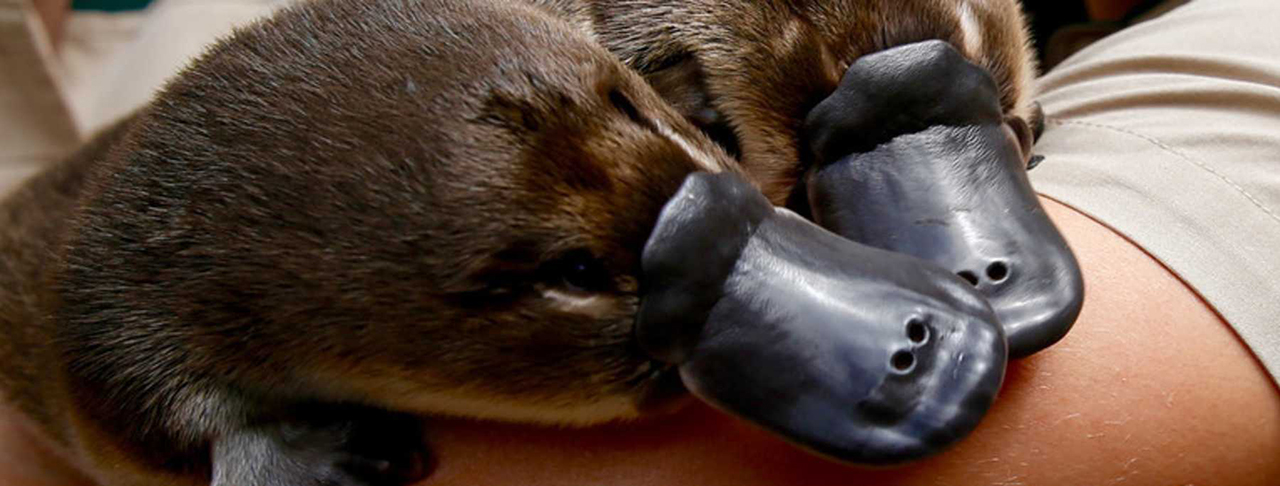 希爾斯維爾保護區 Healesville Sanctuary