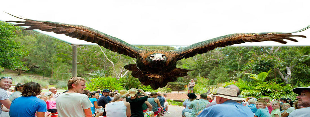 可倫賓野生動物保護區 Currumbin Wildlife Sanctuary
