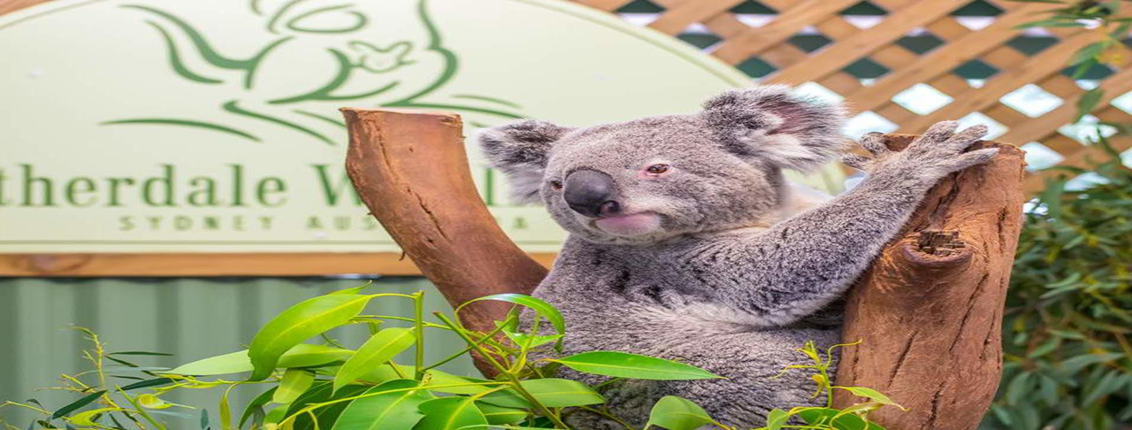 費德戴爾動物園 Featherdale Wildlife Park