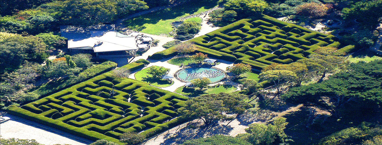 摩寧頓半島迷宮花園 Ashcombe Maze & Lavender Gardens