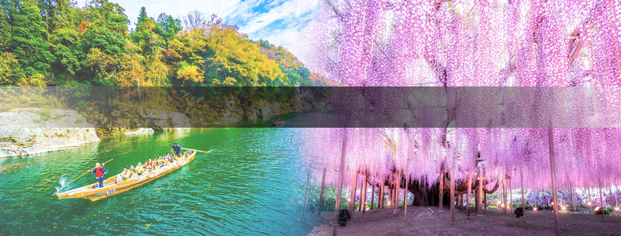【粉蝶×芝櫻×紫藤】關東紫藤花瀑．館林杜鵑．絕美花見五日