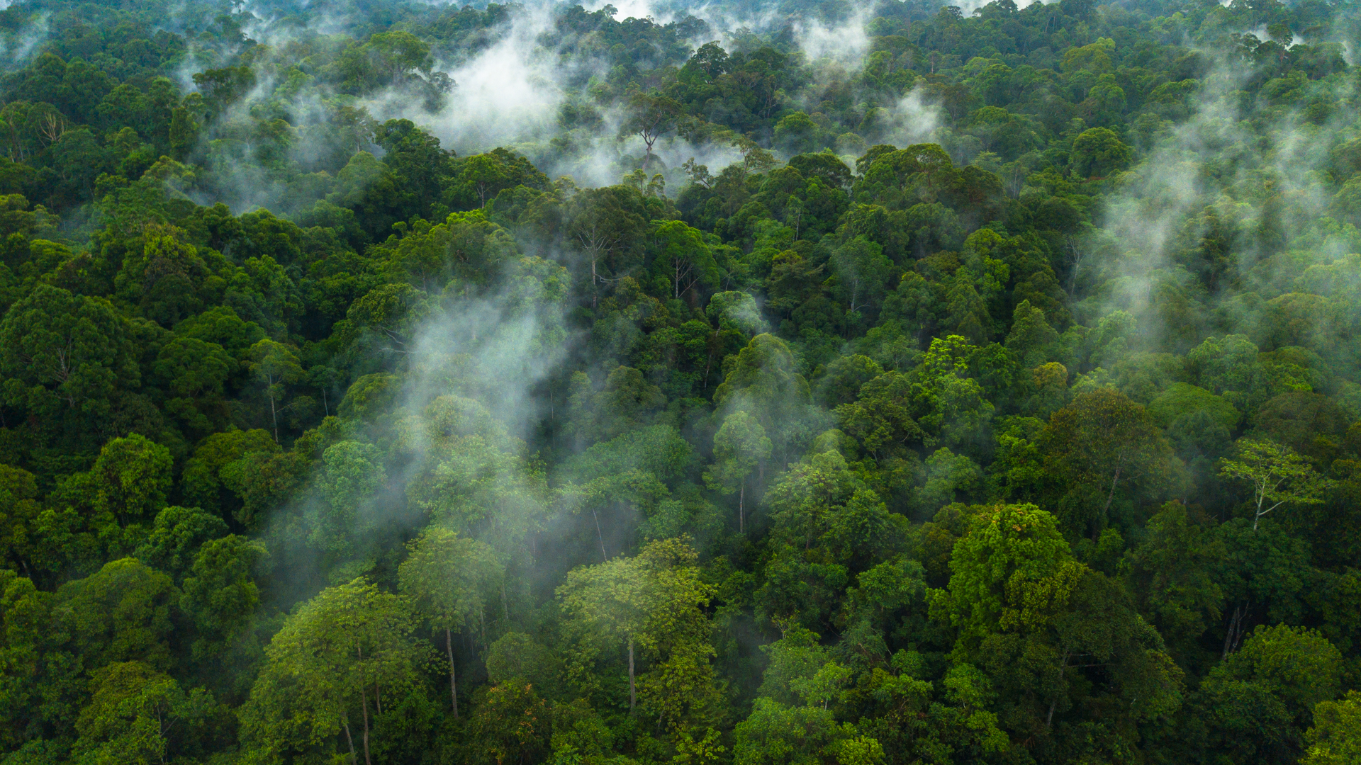 Deramakot Forest Reserve