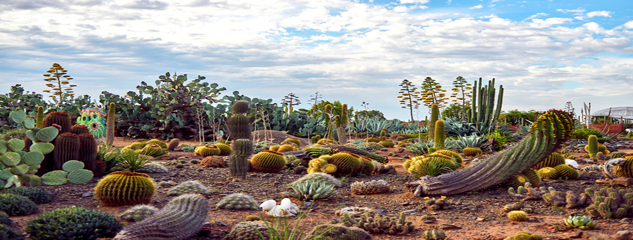 仙人掌花園 Cactus Country