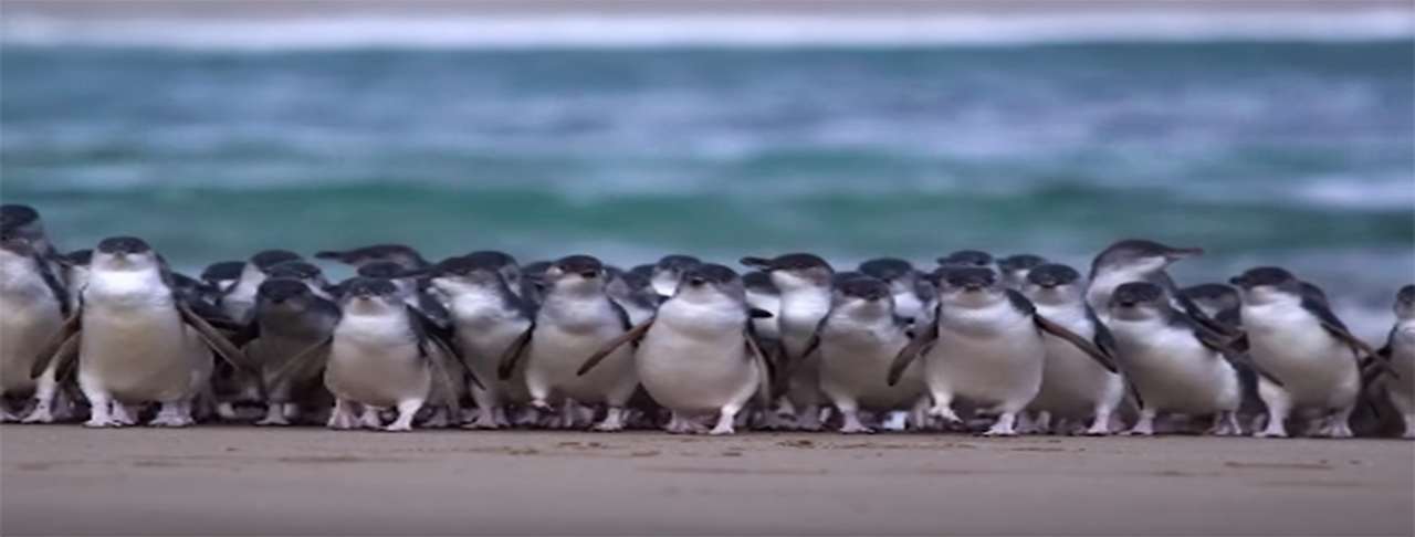 菲利普島企鵝歸巢 Phillip Island Penguin Parade
